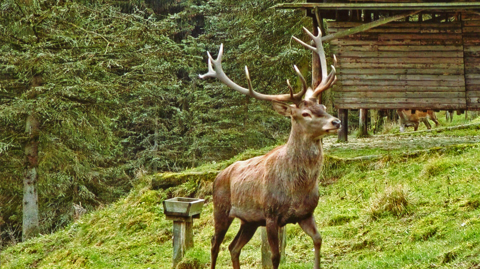 Hirsch im Wildgehege in Bödefeld im Schmallenberger Sauerland