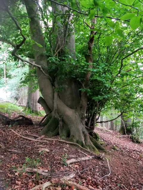 Waldbaden
